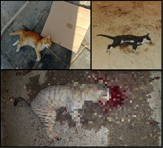 אנו נתקלים ביותר ויותר מקרים של רצח והתעללות בבעלי חיים שנעשים בידי קטינים. צילום: תנו לחיות לחיות