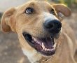טרגדיה נוראית: הכלב הוותיק ביותר בעמותת "ב"ש אוהבת חיות" נדרס אמש למוות