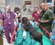 בלתי נפרדים: לוחם עוקץ פונה לטיפול בסורוקה, סאטר הכלב לא זז ממיטתו