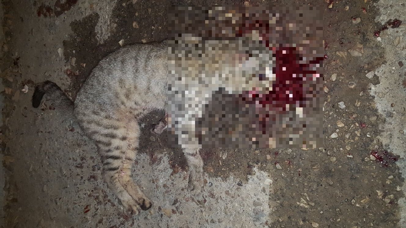 הודה בהריגת חתולים אך שוחרר מפאת גילו הצעיר. צילום: מיזם 100