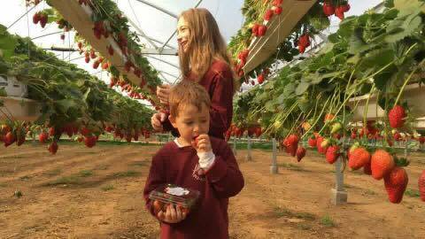 אגרונן תותים