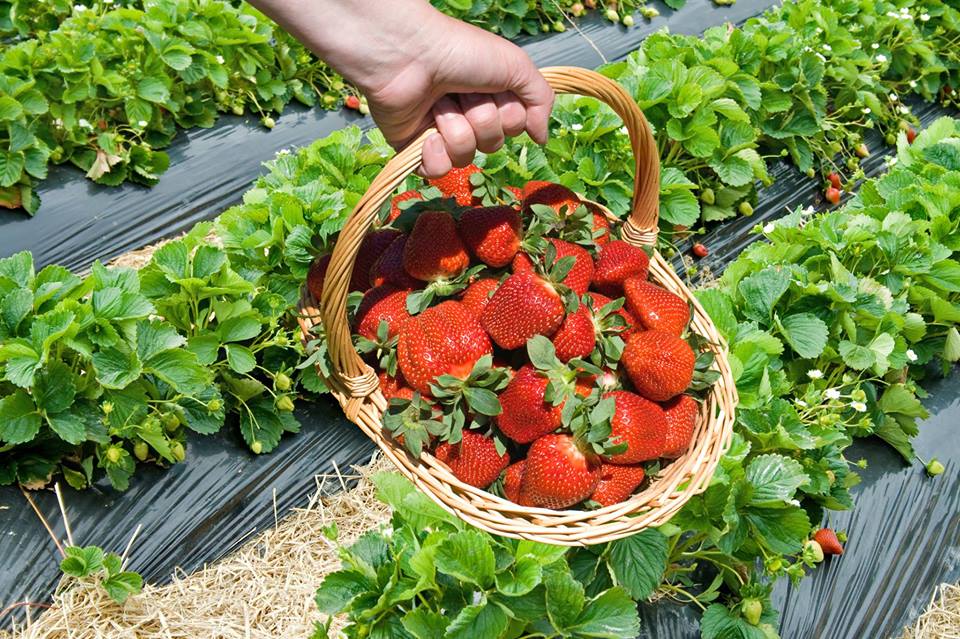 אגרונן תותים