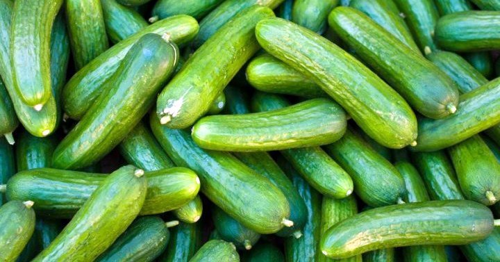 מסקרים את עונת המלפפונים בבאר שבע נט