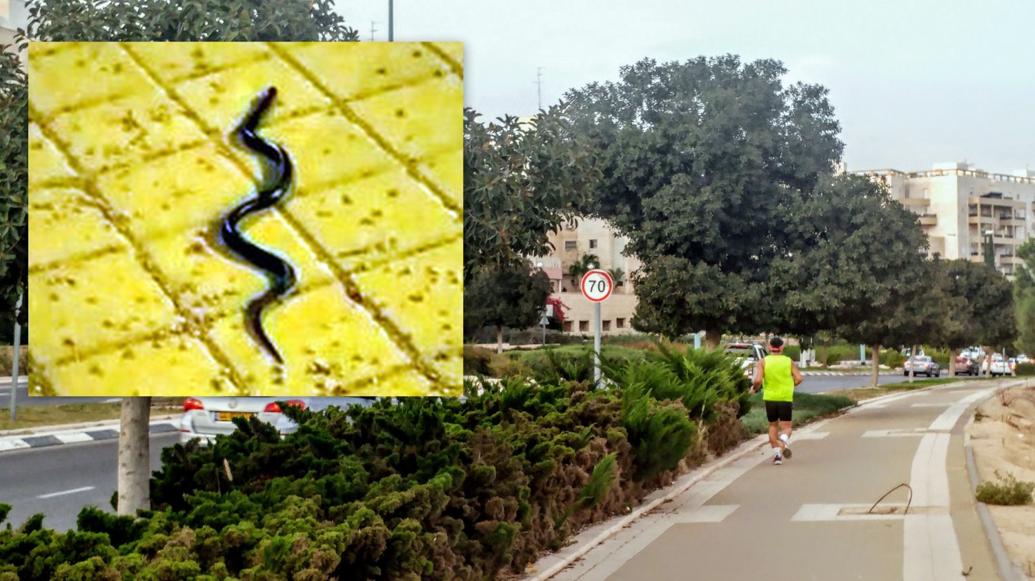 טיול בשכונה הפך להיתקלות עם נחש. צילום: שרון טל