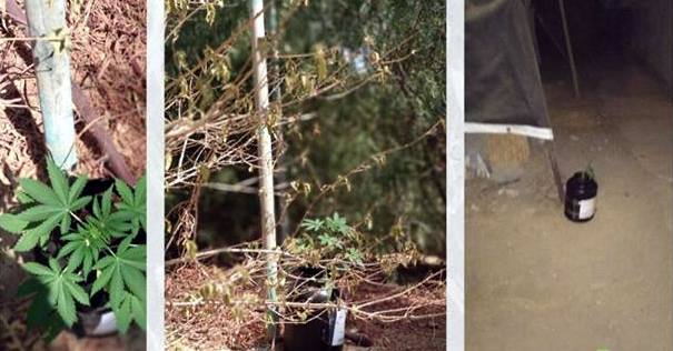 האם ראיתם עציץ? אל תשכחו להשקות. צילום מסך