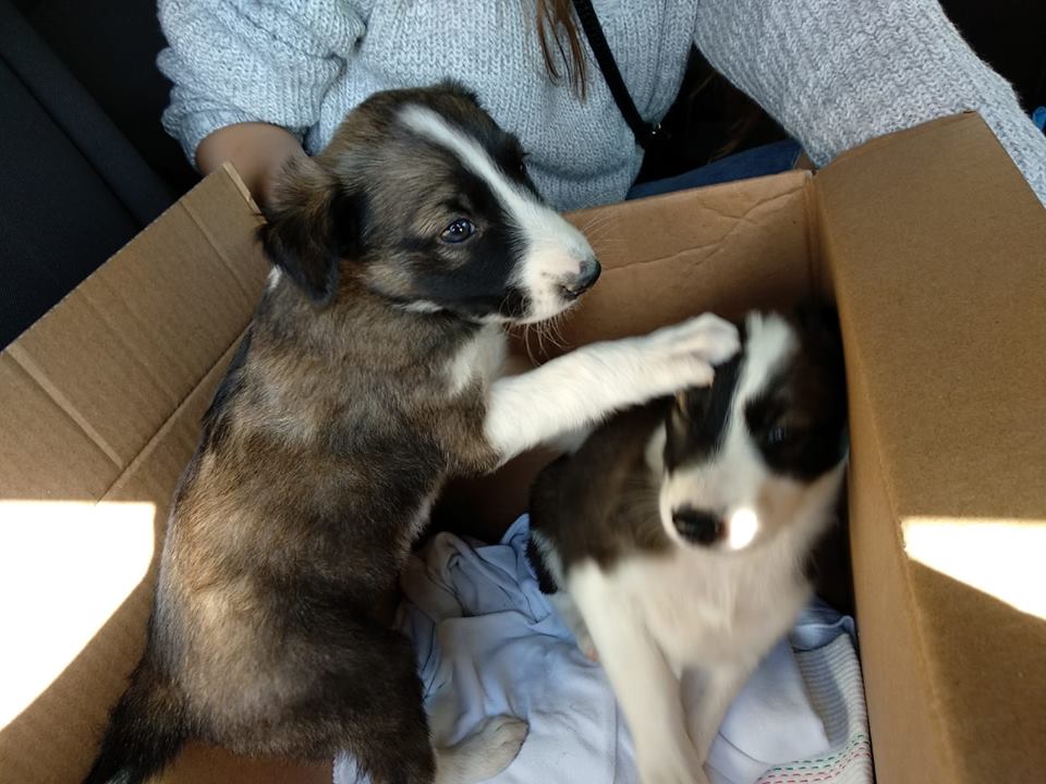 משמעות השוד- צמצום הפעילות במקרה הטוב