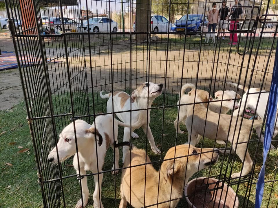 פייסבוק באר שבע אוהבת חיות