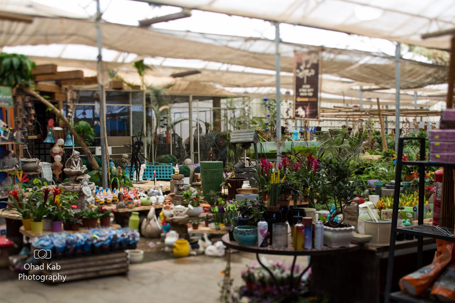 משתלת כדורי (צילום: יחצ)