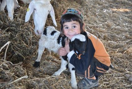 חוות הדקלים