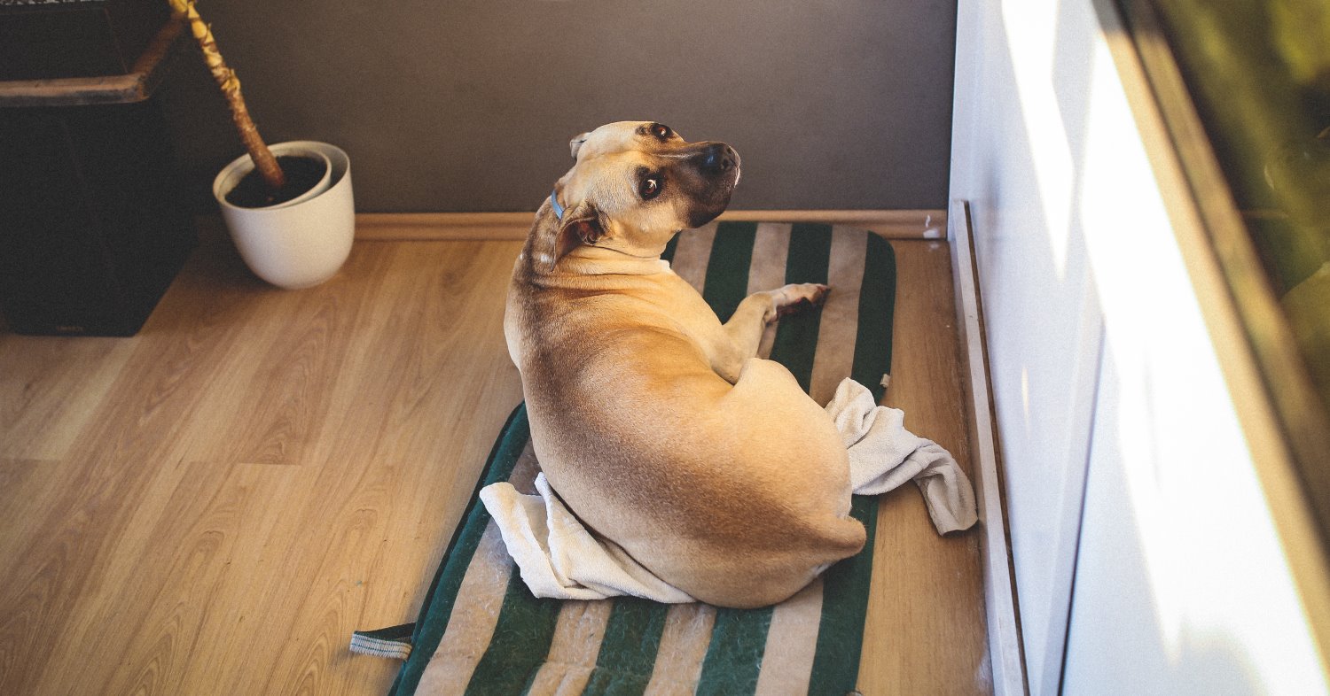 מי יאכיל את הכלב? אילוסטרציה: Pexels.com