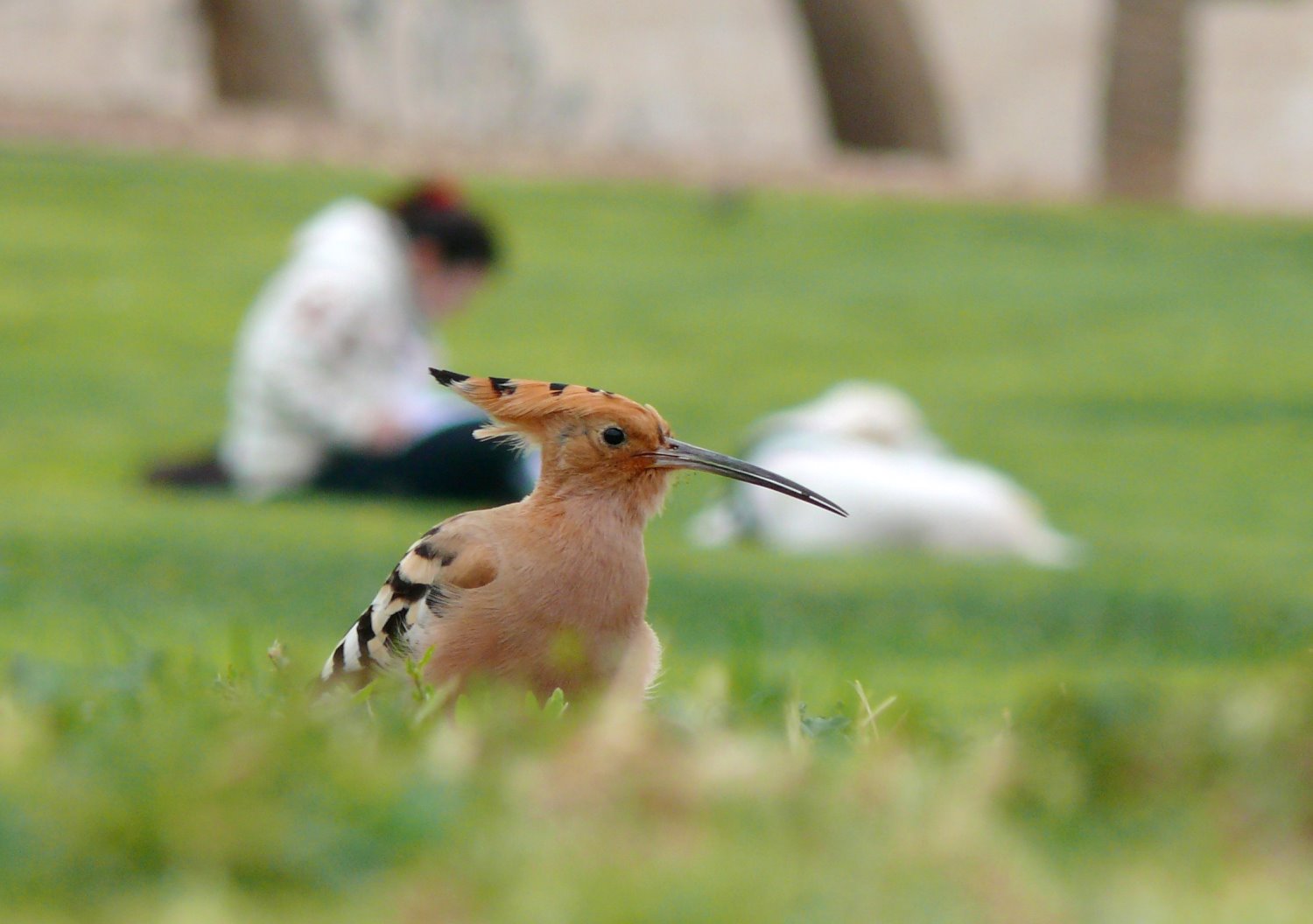 בואו ליהנות מטבע עירוני