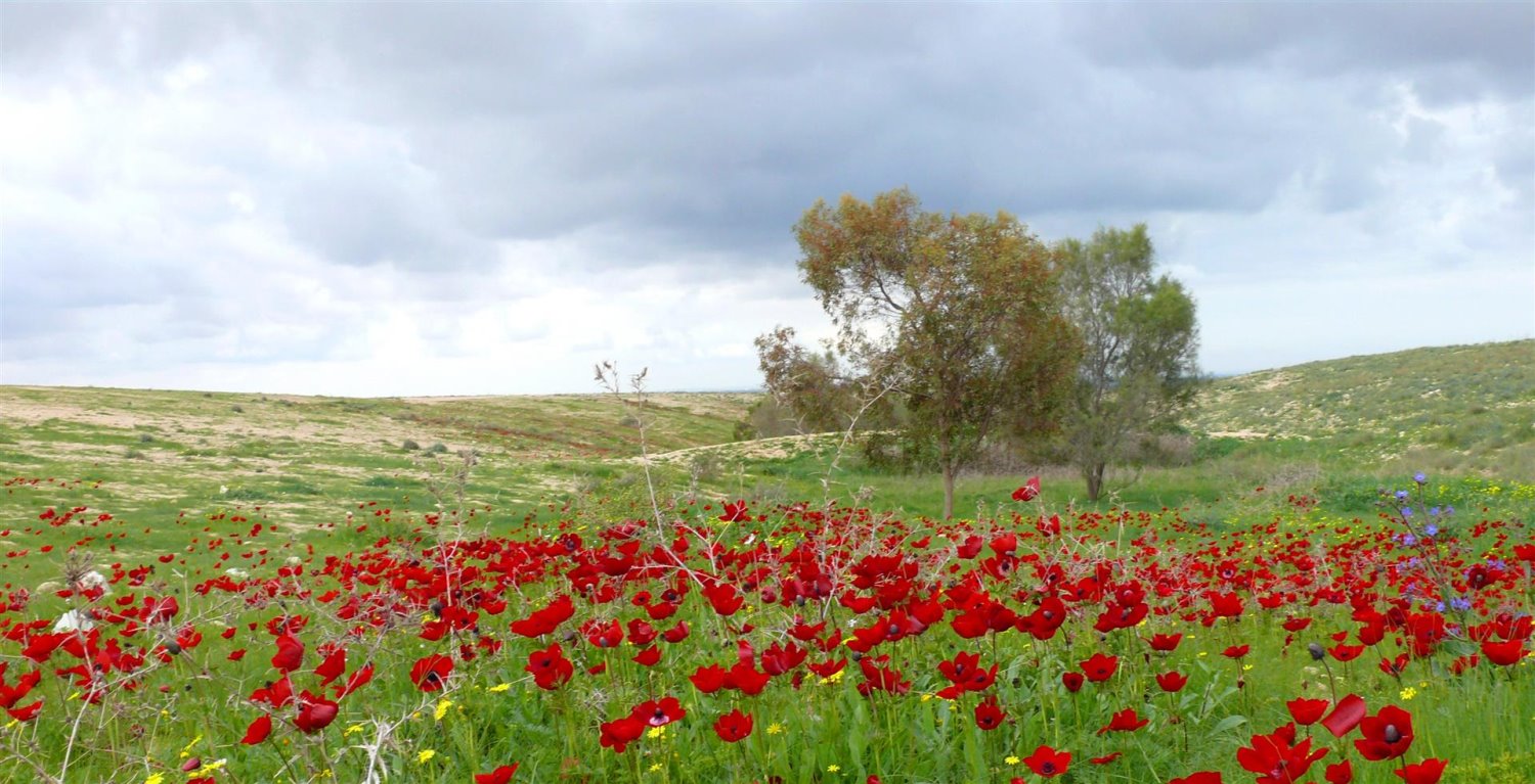 דרום אדום עדיין פה