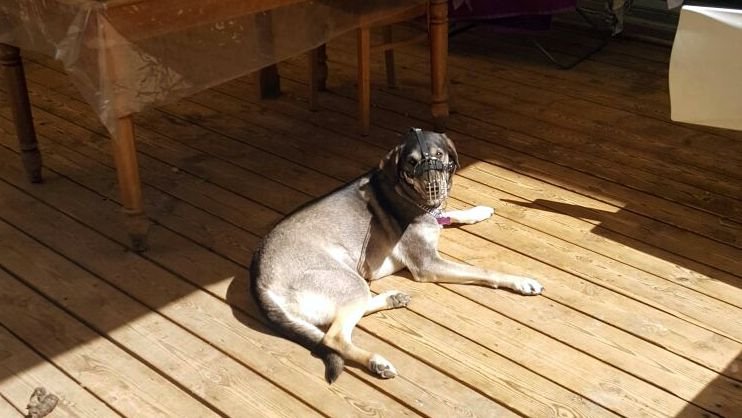 עם סוגר ברזל על הפה, ללא גישה למים. צילום פרטי