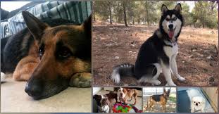 חוטפים כלבים למטרות הרבעות או קרבות, ודורשים כופר תמורת חהזרתם. צילום: באר שבע נט