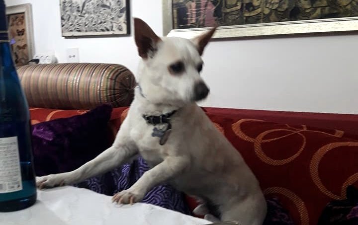 הכלב שלג בשולחן חג הפסח, דקות לפני שנחטף. צילום: תמר גורלי, פייסבוק