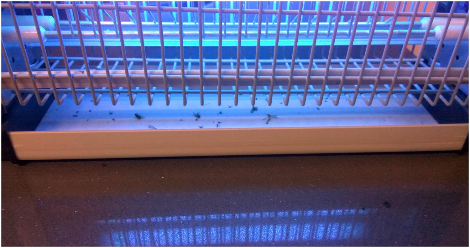 תמונה עדכנית של היתושים שלא שרדו את הלילה