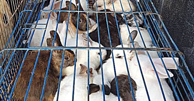 שוק לא חוקי של בעלי חיים. צילום: עיריית באר שבע