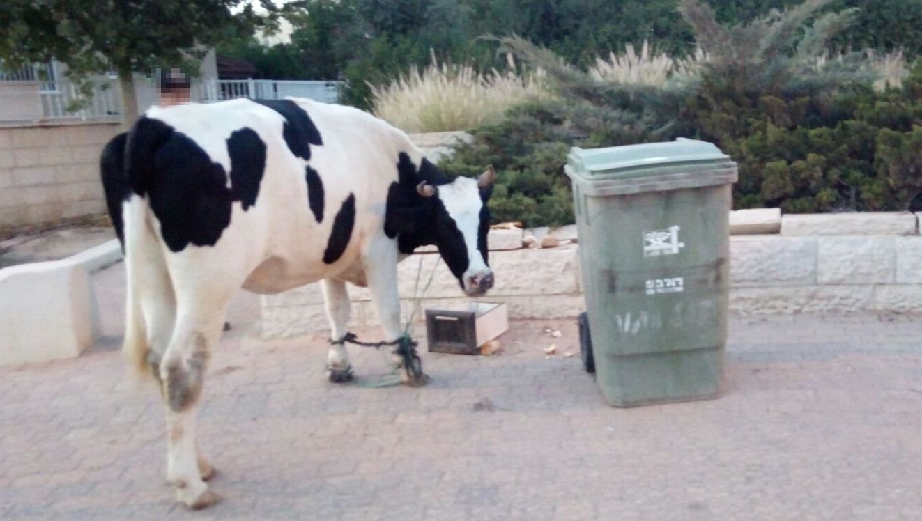 פרה משוטטת בשכונת נווה זאב באר שבע. צילום פרטי