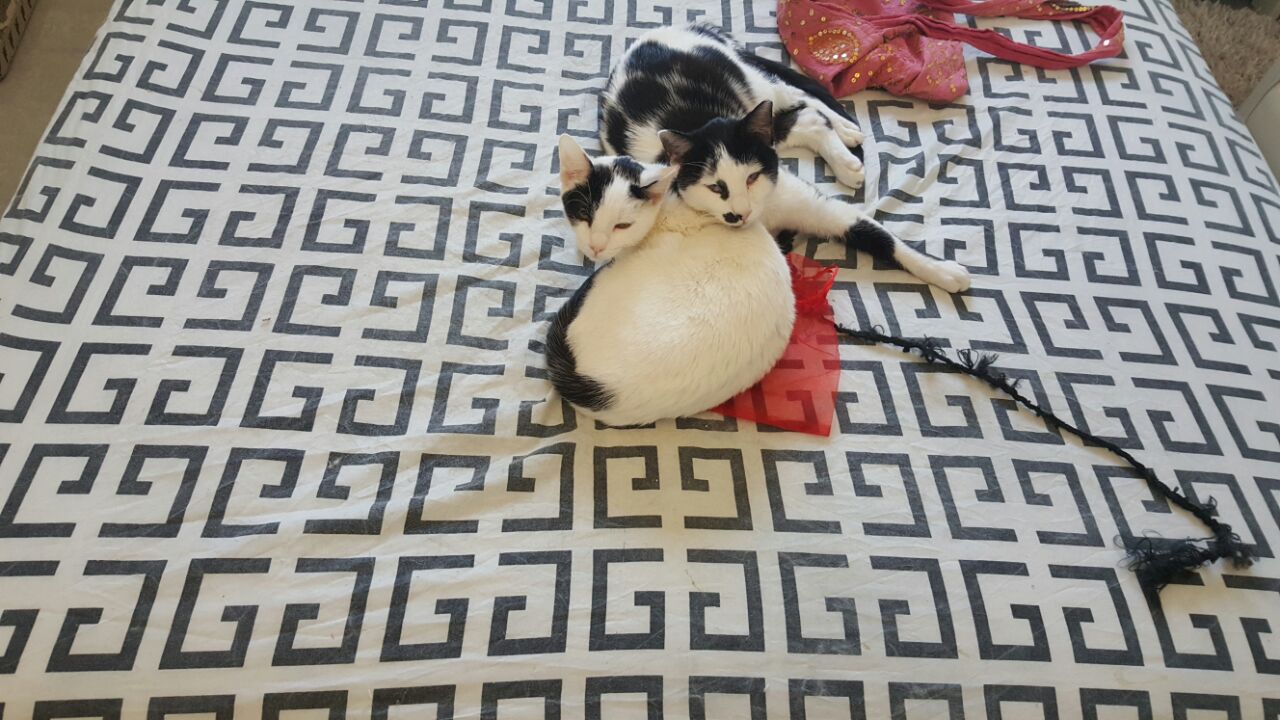 מי מרעיל את החתולים בשכונת רמות?