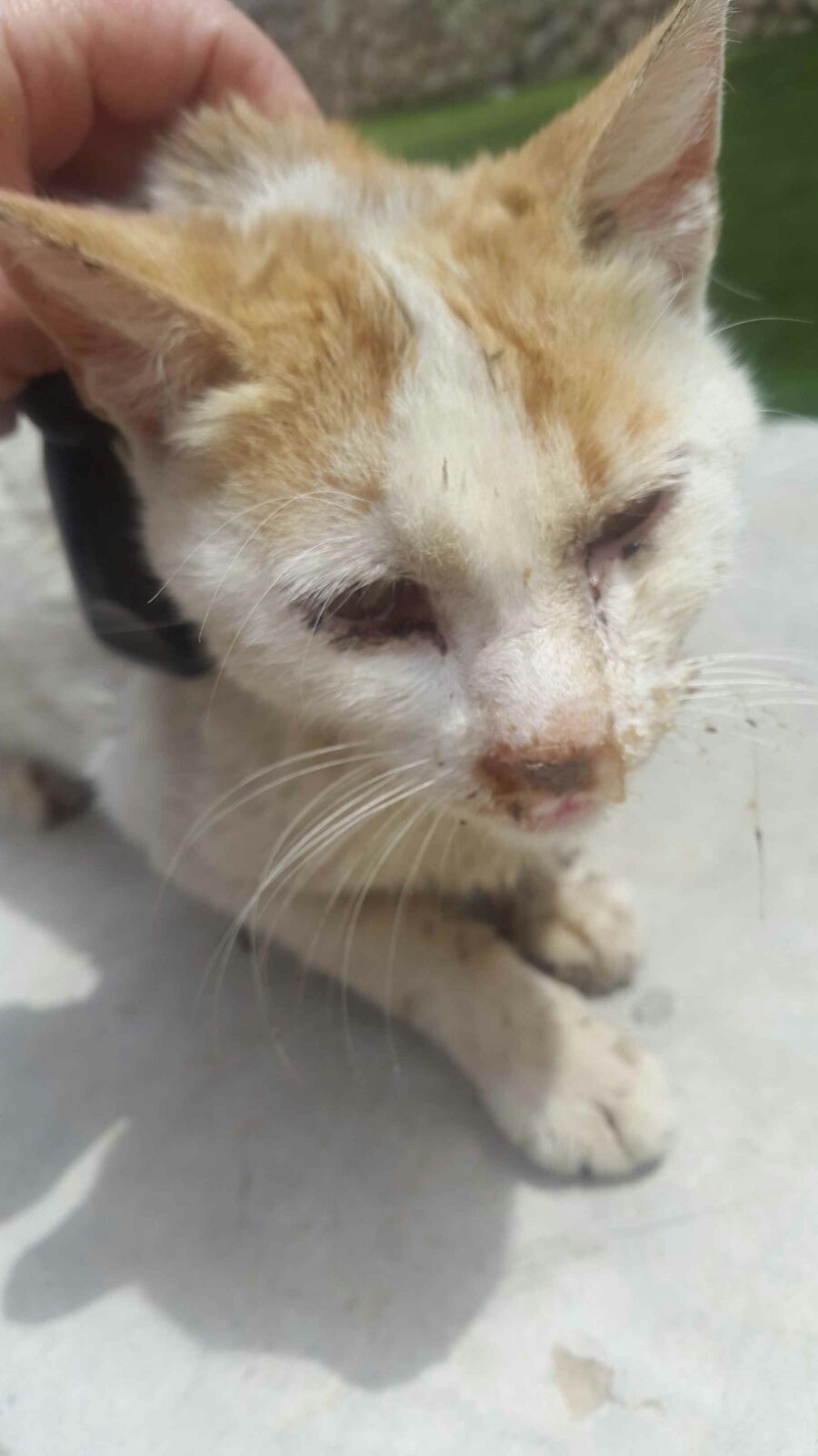 חתול שהורעל בשכונת רמות. צילום פרטי באר שבע נט