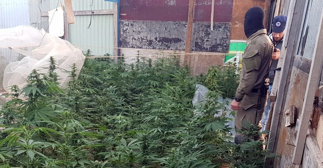 חממה לגידול סמים שנמצאה בישוב. צילום באדיבות דוברות המשטרה