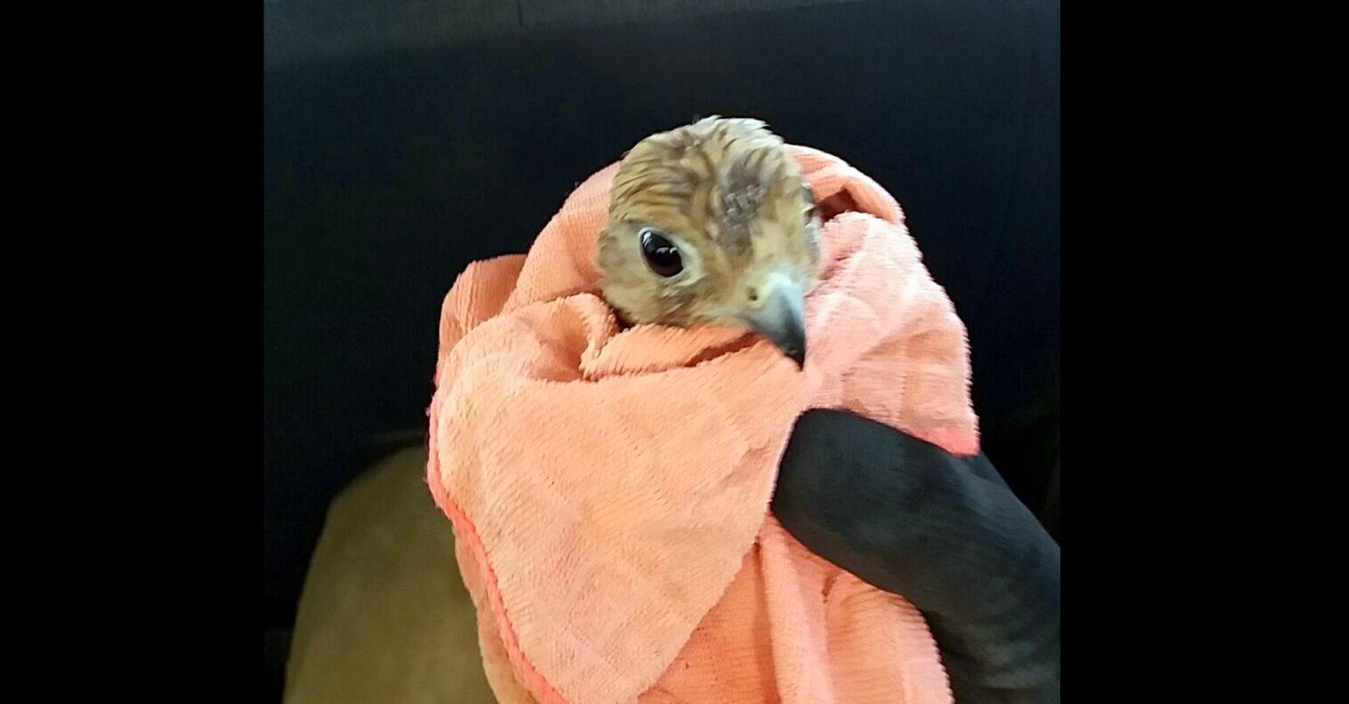 השוטרים הופתעו למצוא גם בז מצוי. צילום: דוברות המשטרה