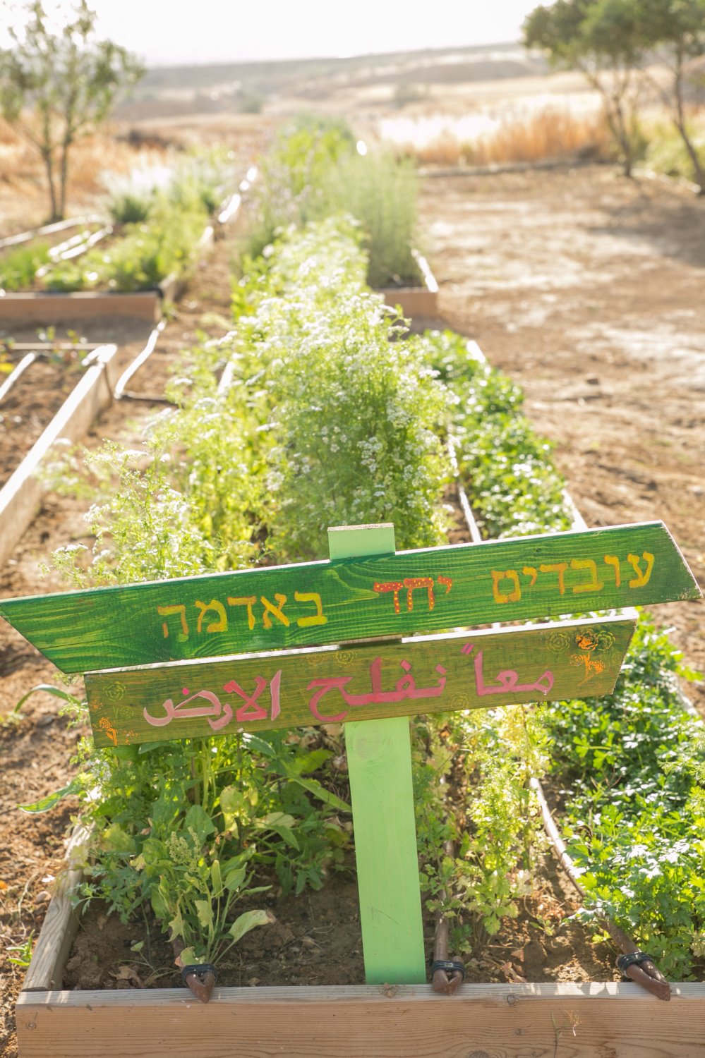 גינת הירק שהכינו. צילום עוזי אברהם
