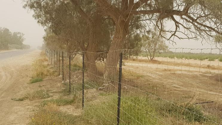 גדר הפרדה נגד גמלים (צילום מסך)