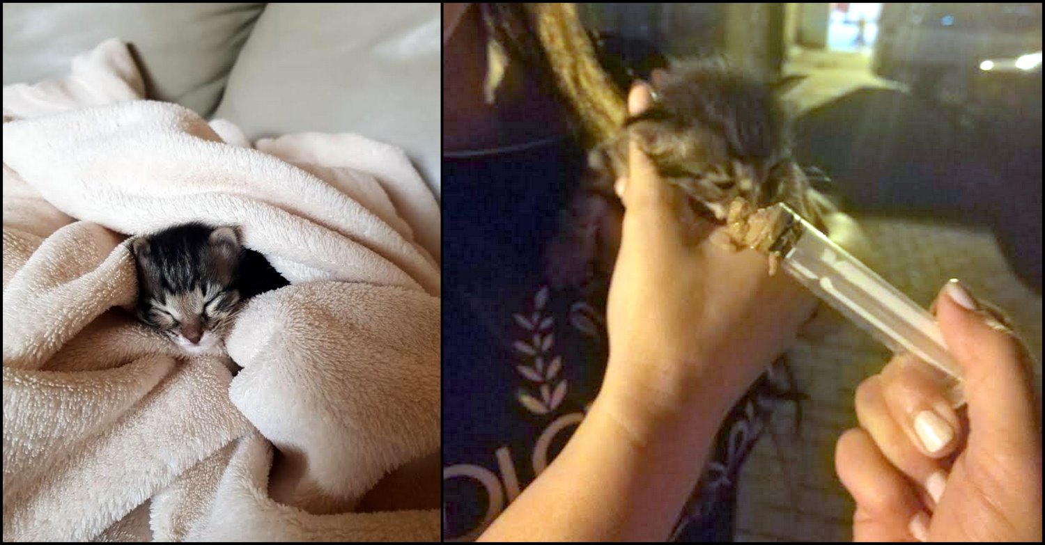 החתול לאחר החילוץ, ולאחר מנוחה ראויה. צילום פרטי