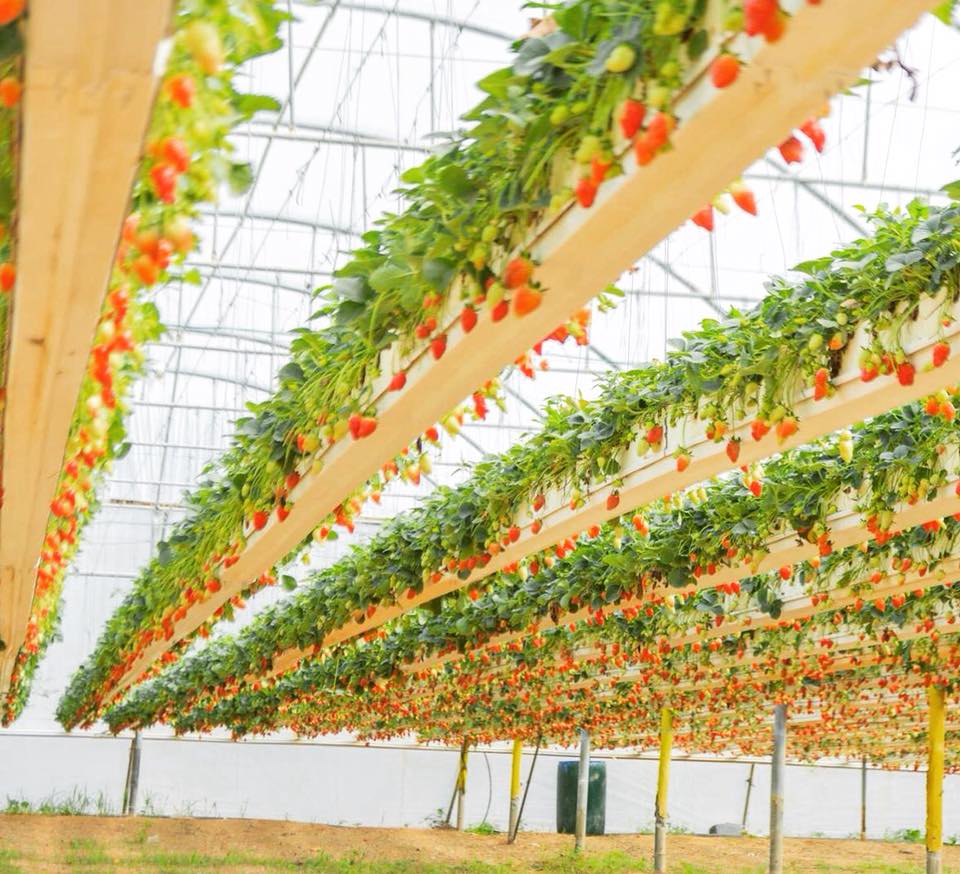 קטיף תותים במשק 77. צילום מתוך הפייסבוק