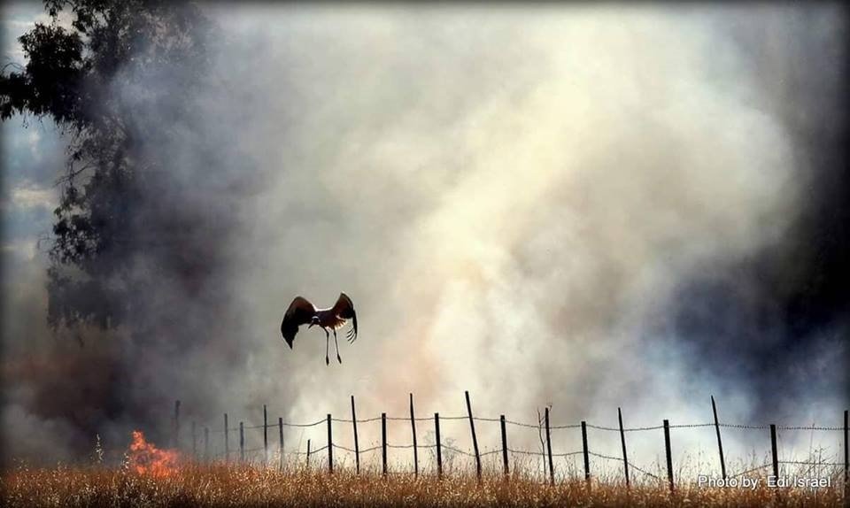 צילום: אדי ישראל