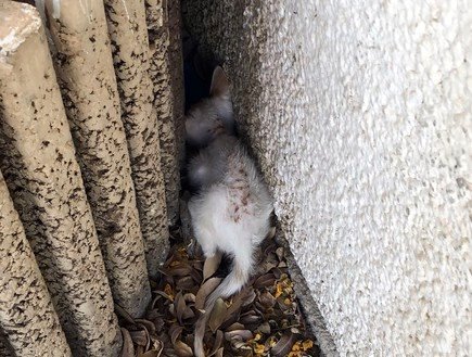 שלא נדבר על הריח של הפגרים.. צילום: פרטי