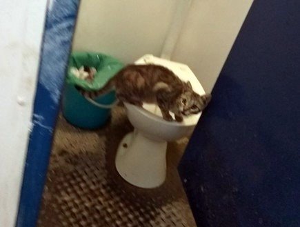 אולי החתולים יבריחו את הנחשים? צילום: פרטי