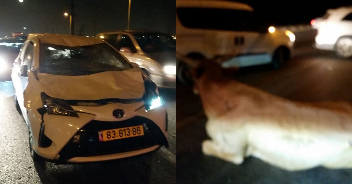 תאונה עם פרה ביציאה מבאר שבע. צילום ללא קרדיט