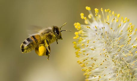 היעלמות הדבורים עלולה להחריב את האנושות. צילום: shutterstock