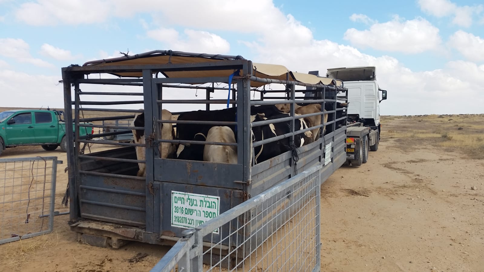 העדר שנתפס. צילום ללא קרדיט