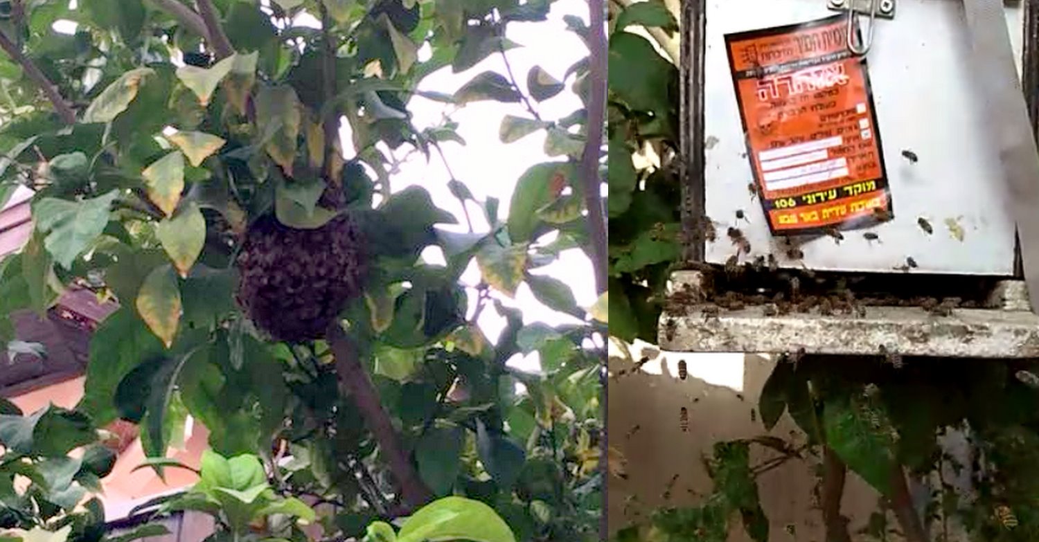 הדבורים הועברו למקום מבטחים. צילום: מרים רגב