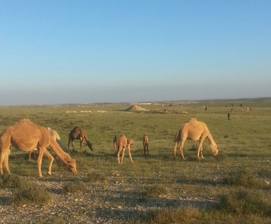 הגמלים בנגב כאטרקציה תיירותית. צילום: איה דבורין