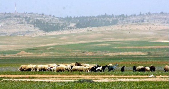 צילום: בן שיף