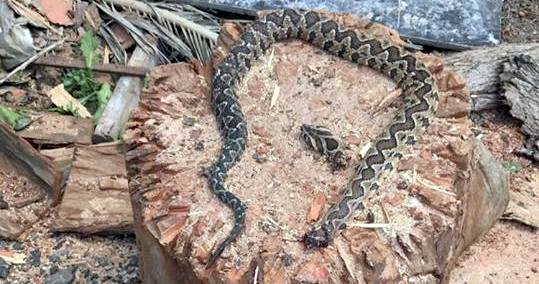 אם אפשר להימנע מלהרוג - עדיף