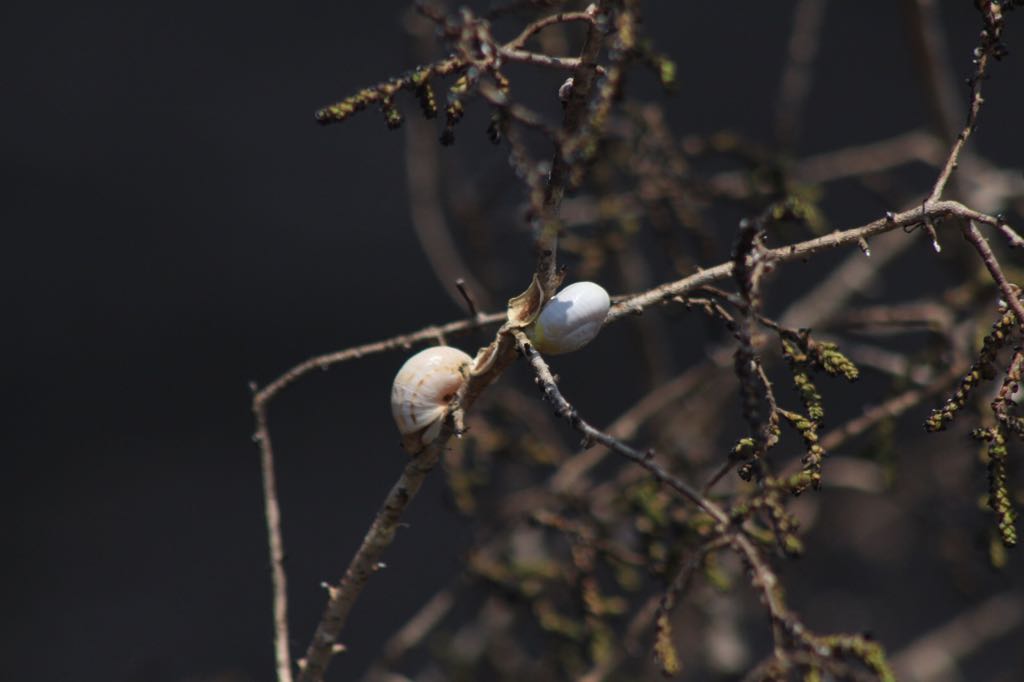 צילום פלדמן צביקה