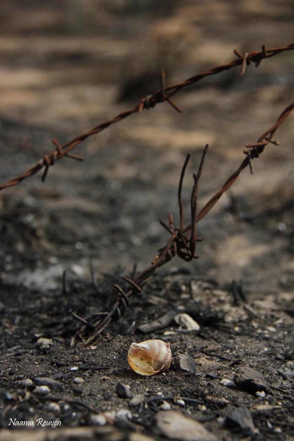 נעמה כהן ראובן