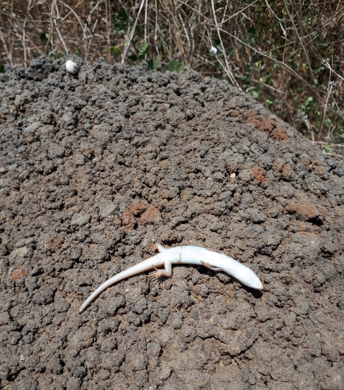  צילום אסתי לובינר 