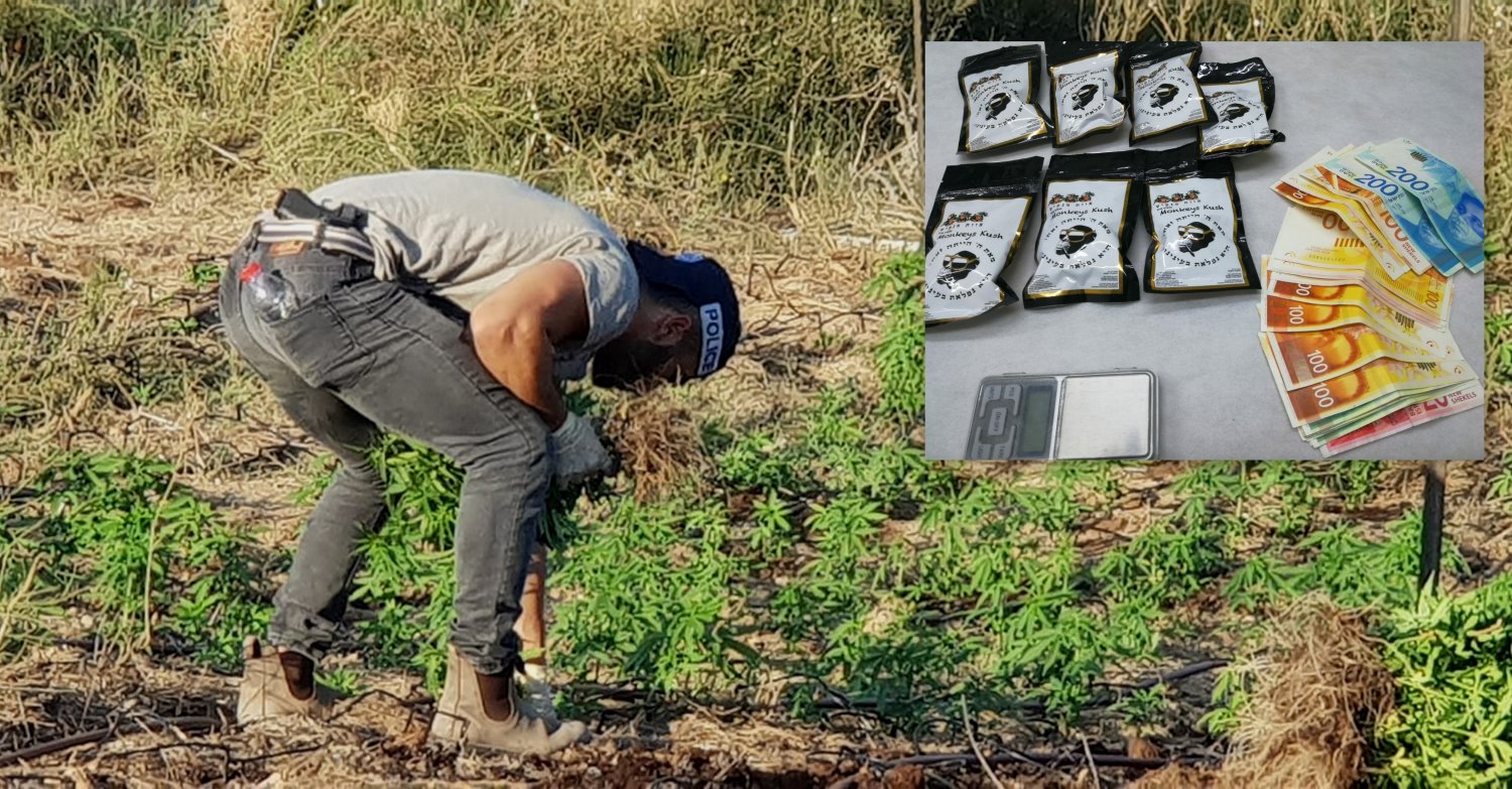 נמשך המאבק בסוחרי הקנאביס. צילום: דוברות המשטרה ומג"ב