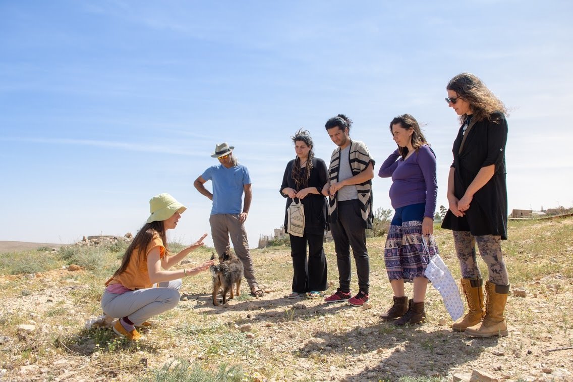 יונת המדבר צמחרי מרפא צילום יוני גריצנר