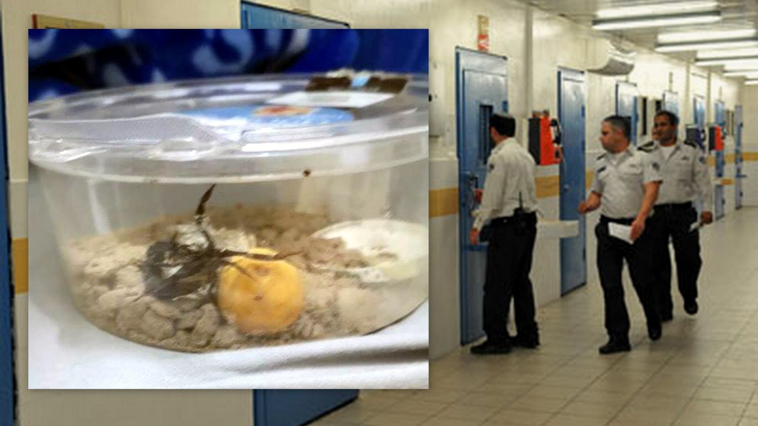 עקרב שחור בתא המעצר. צילום: שב&quot;ס