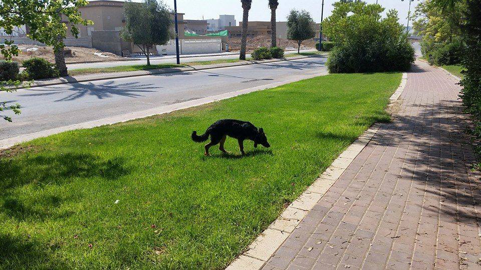 כלב משוטט בעומר | צילום: באדיבות מועצת עומר 