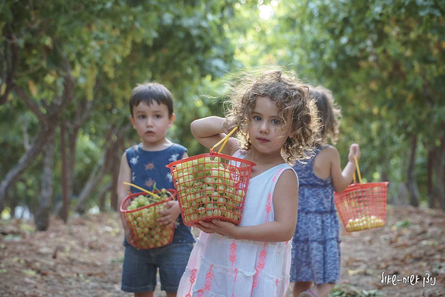 הכרם בלכיש. צילום ניצן אשוח-שאול
