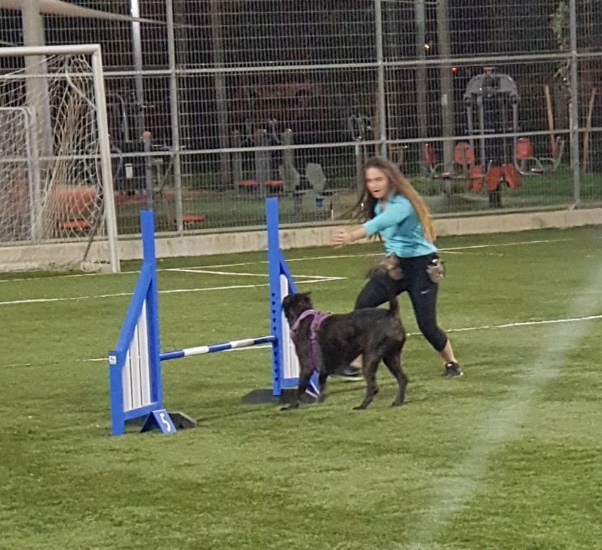 כלב בזמן אימון צילום: יוני דניאל 