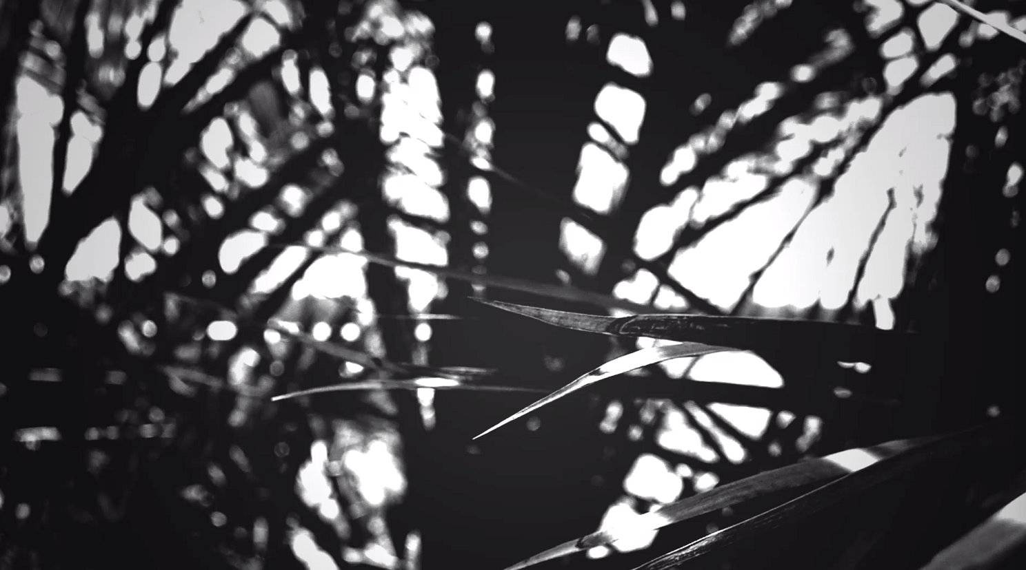 אולגה קיסלבה לצד עץ האפסמון  Olga Kisseleva   צילום  באדיבות האמנית